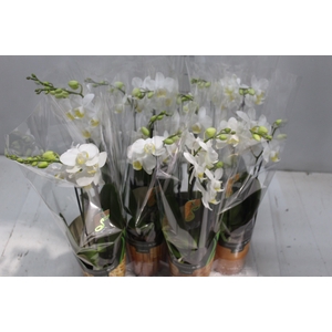 PHALAENOPSIS MINI P09 2 HT