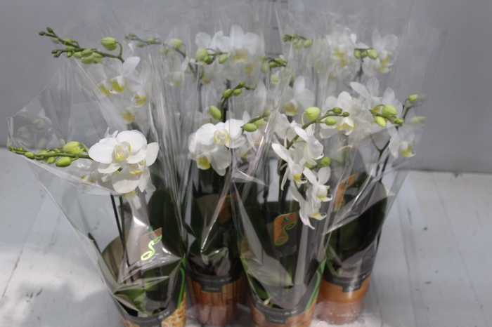PHALAENOPSIS MINI P09 2 HT
