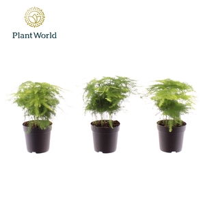 Asparagus plumosus 7 cm