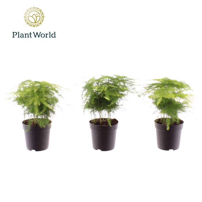 <h4>Asparagus plumosus 7 cm</h4>