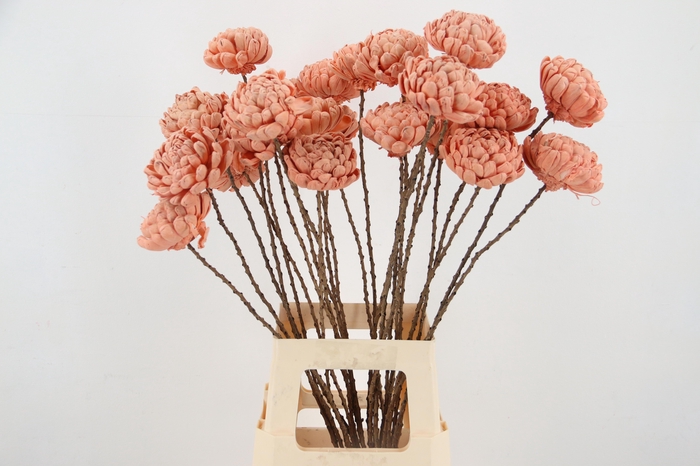 <h4>HUIS EN TUINDECO H%</h4>