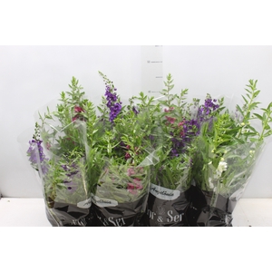 ANGELONIA P14 VARIADO