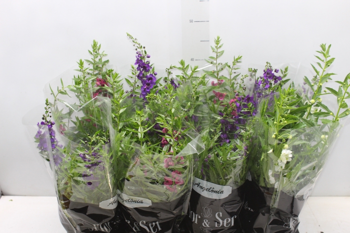 <h4>ANGELONIA P14 VARIADO</h4>