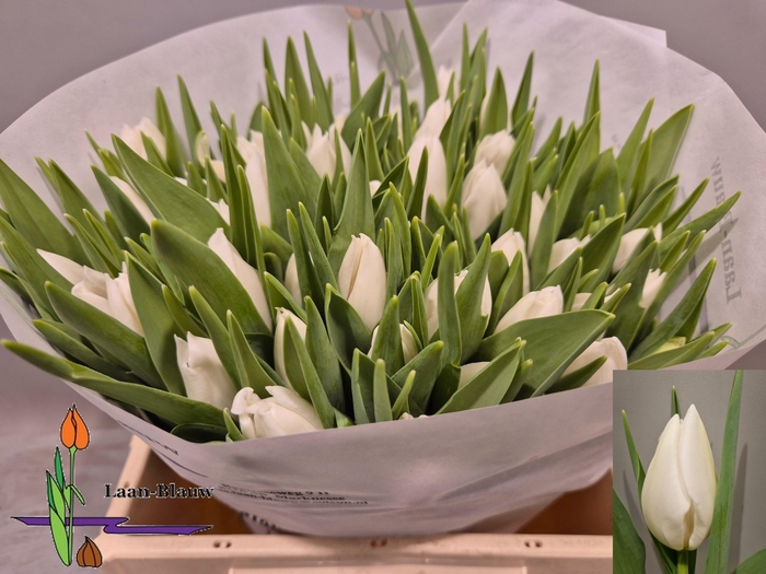 <h4>TU EN POLAR BEAR</h4>