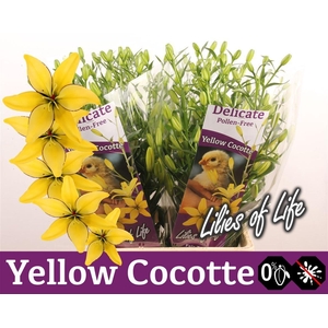 Li Az Yellow Cocotte