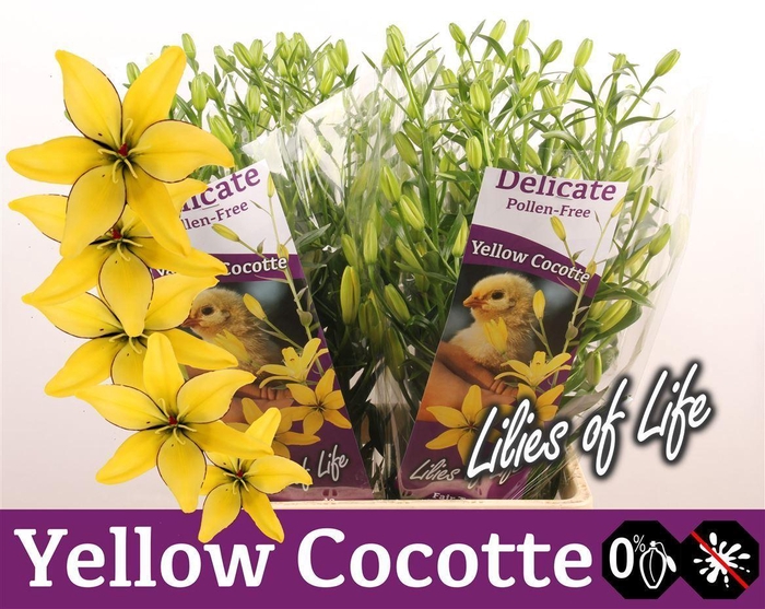 <h4>Li Az Yellow Cocotte</h4>
