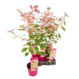 ACER ESK FLAMINGO