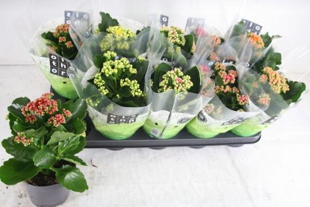 <h4>KAL GE GEM 5 KL</h4>