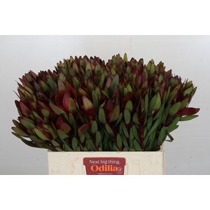 Leucadendron Saf Sunset Dark Red