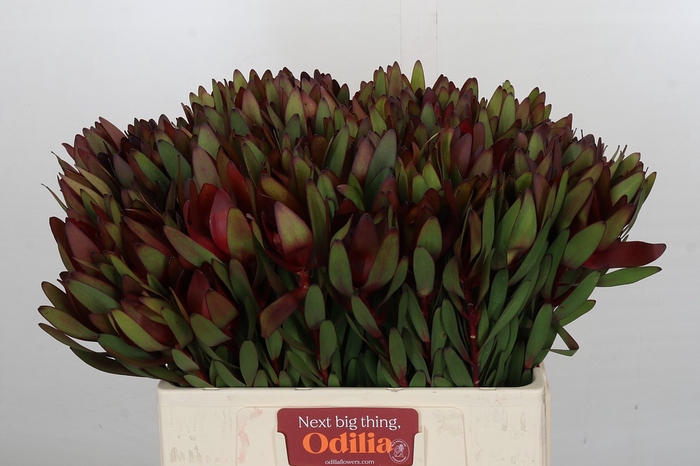 <h4>Leucadendron Saf Sunset Dark Red</h4>