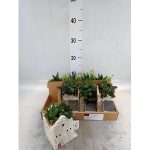 Arr.   Kamerplant Groen L%