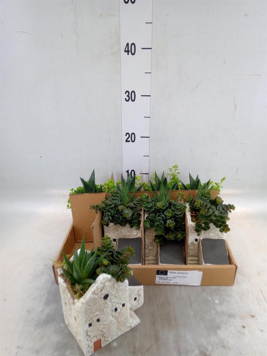 Arr.   Kamerplant Groen L%