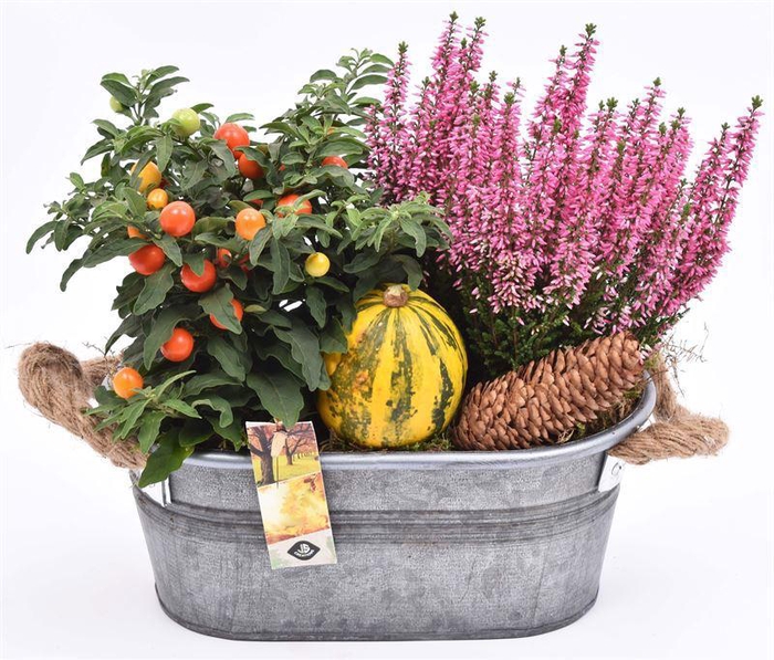<h4>Zink ovaal gr met touwhandv 26x15cm</h4>