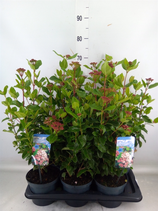 <h4>Viburnum tinus</h4>