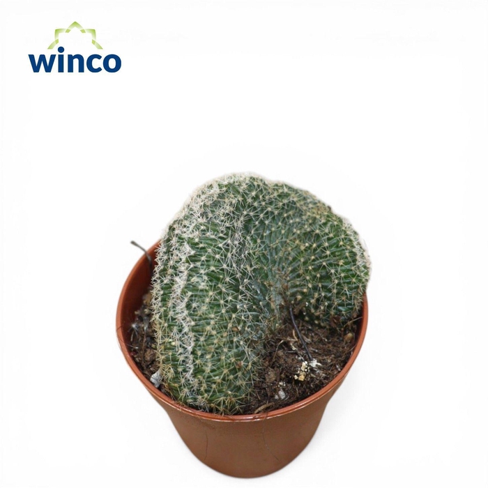 <h4>Echinopsis Densispina Sublimiflora Cristata</h4>