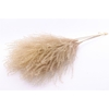 Dried Silvergrass Natural 5pc Bunch