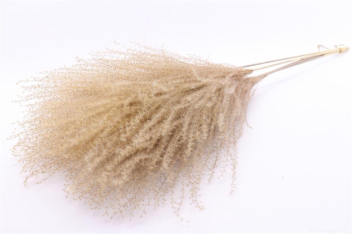 Dried Silvergrass Natural 5pc Bunch