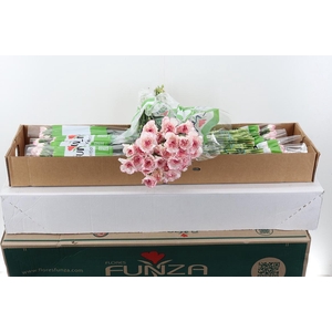 Di St Pastel Damascus Box