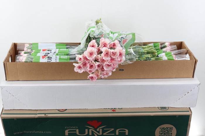 <h4>Di St Pastel Damascus Box</h4>