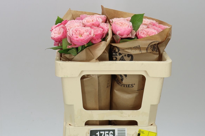 <h4>Rosa Gr Gar Northange Abbey</h4>