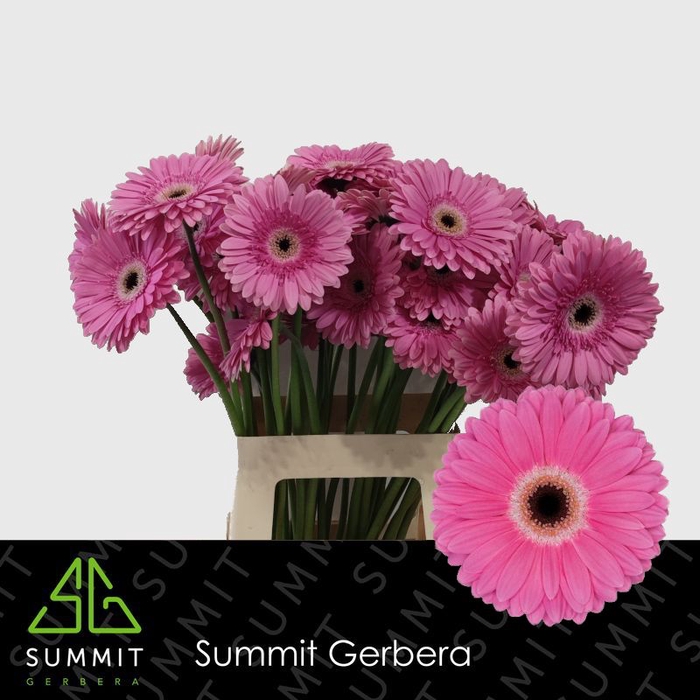 <h4>Gerbera Dreamer</h4>