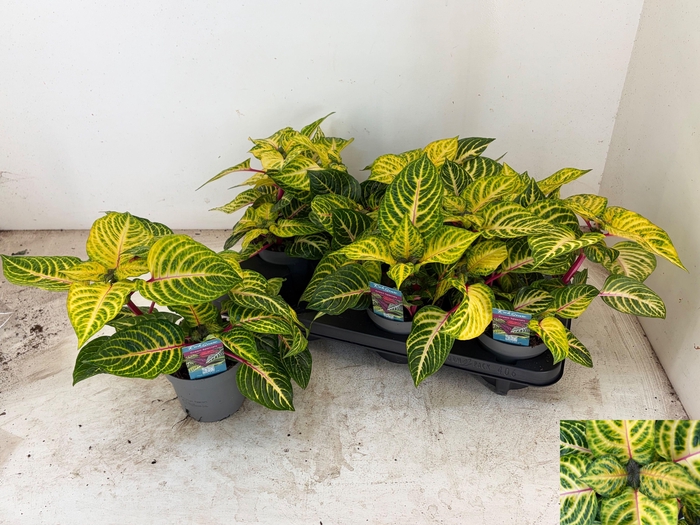 <h4>IRESINE R GOLDSTAR</h4>