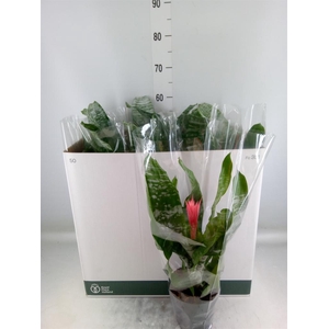 Aechmea fasciata 'Primera'