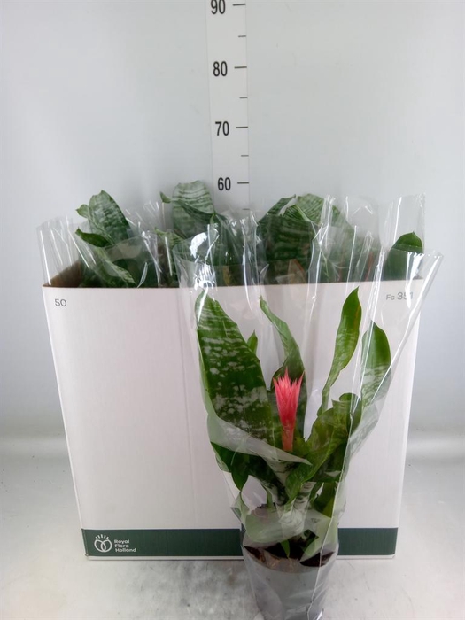 <h4>Aechmea fasciata 'Primera'</h4>