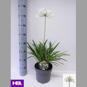 AGAPA HENRYS WHITE
