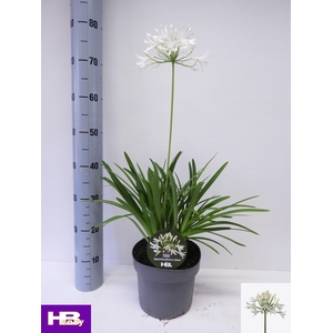 AGAPA HENRYS WHITE