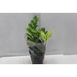 ZAMIOCULCAS VARIADO P14
