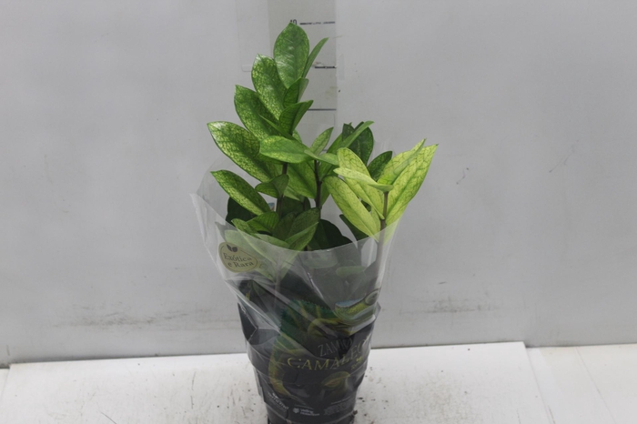 <h4>ZAMIOCULCAS VARIADO P14</h4>