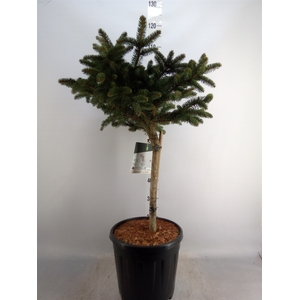 Picea pungens 'Glauca Globosa'