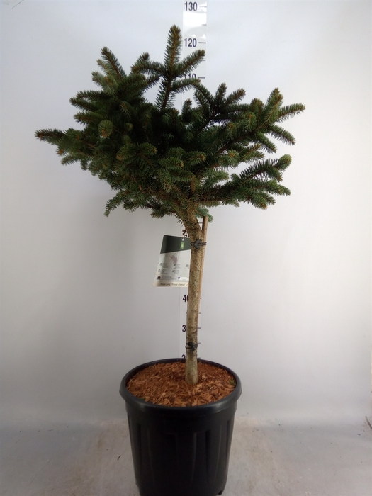 <h4>Picea pungens 'Glauca Globosa'</h4>