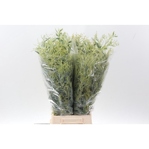 Acacia Bl Hambury Bs