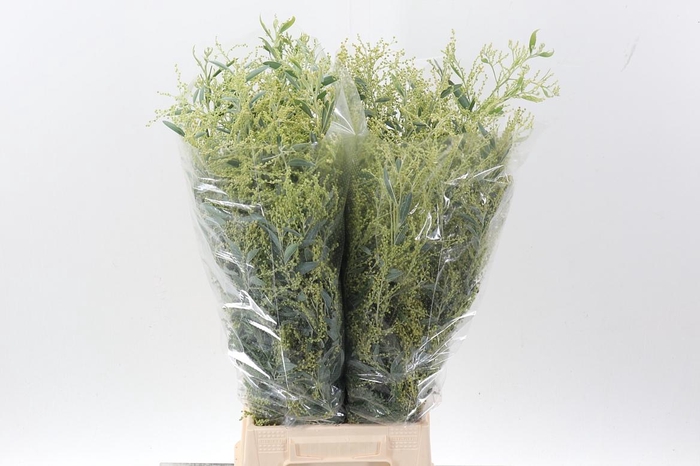 <h4>Acacia Bl Hambury Bs</h4>