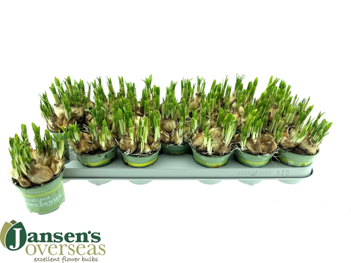 <h4>NARC O TETE A TETE</h4>