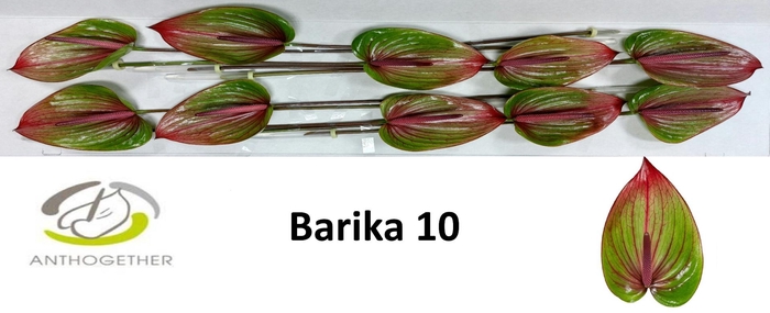 Anth A Barika