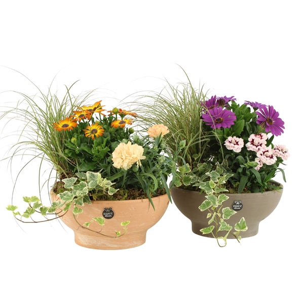 <h4>Arrangementen Tuinplanten H%</h4>