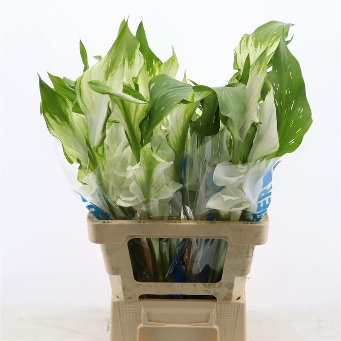 <h4>Calla Ventura | Dubbelbloemig</h4>