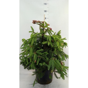Picea abies 'Acrocona'