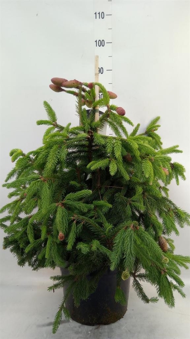 <h4>Picea abies 'Acrocona'</h4>