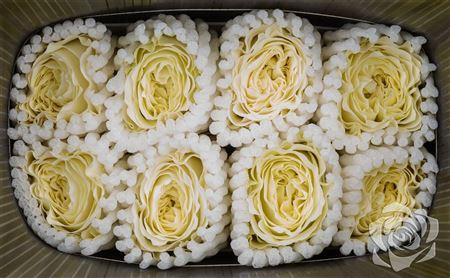 <h4>R Gr Garden Mayra White</h4>