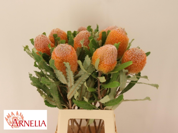 <h4>BANKSIA OV GROOTBL</h4>
