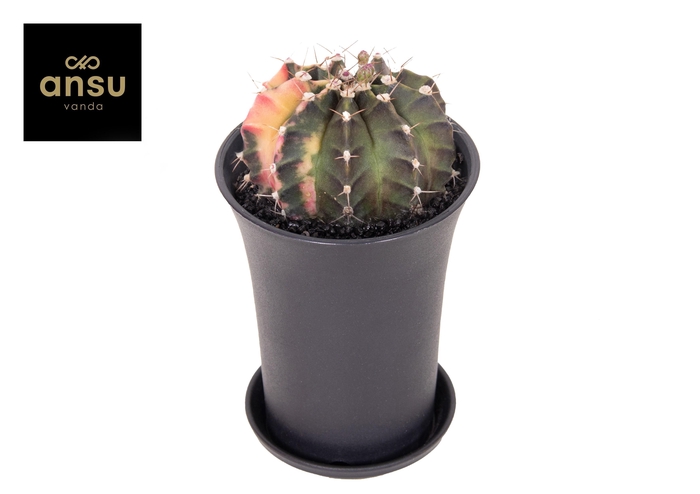 <h4>Gymno Cactus 'Variegated' XL</h4>
