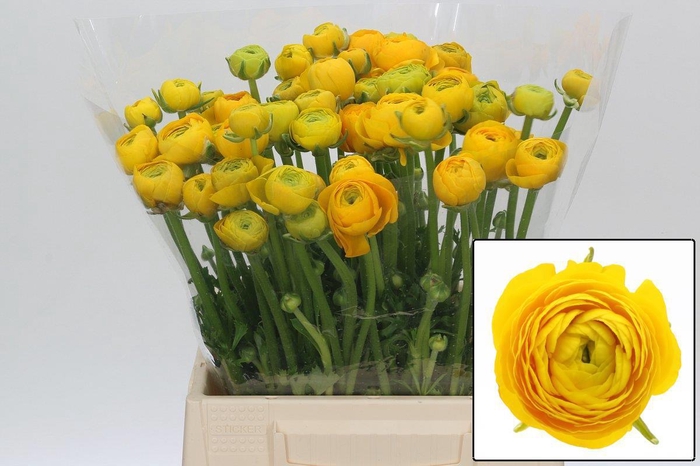 <h4>RAN EL YELLOW</h4>