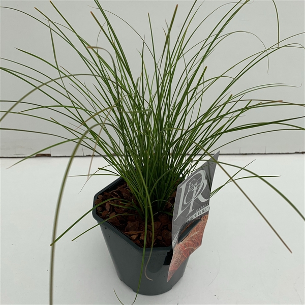<h4>Graminées Carex 'Prairy Fire'</h4>