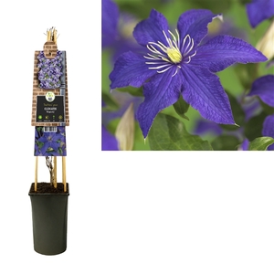 Clematis 'Rhapsody' +3.0 label