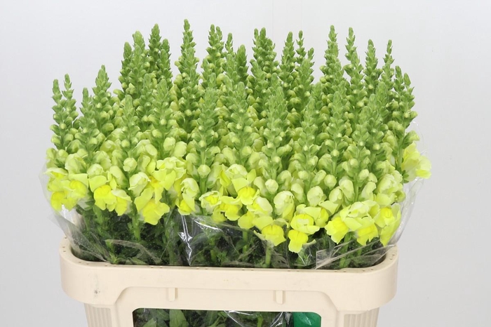 <h4>Antirrhinum Potomac Geel</h4>