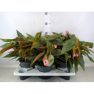 Begonia BD 'Double Dot'